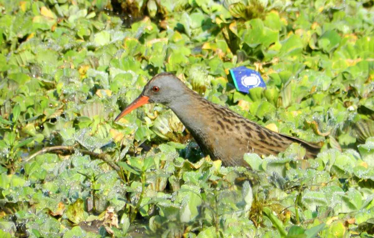 Water Rail - ML631665245