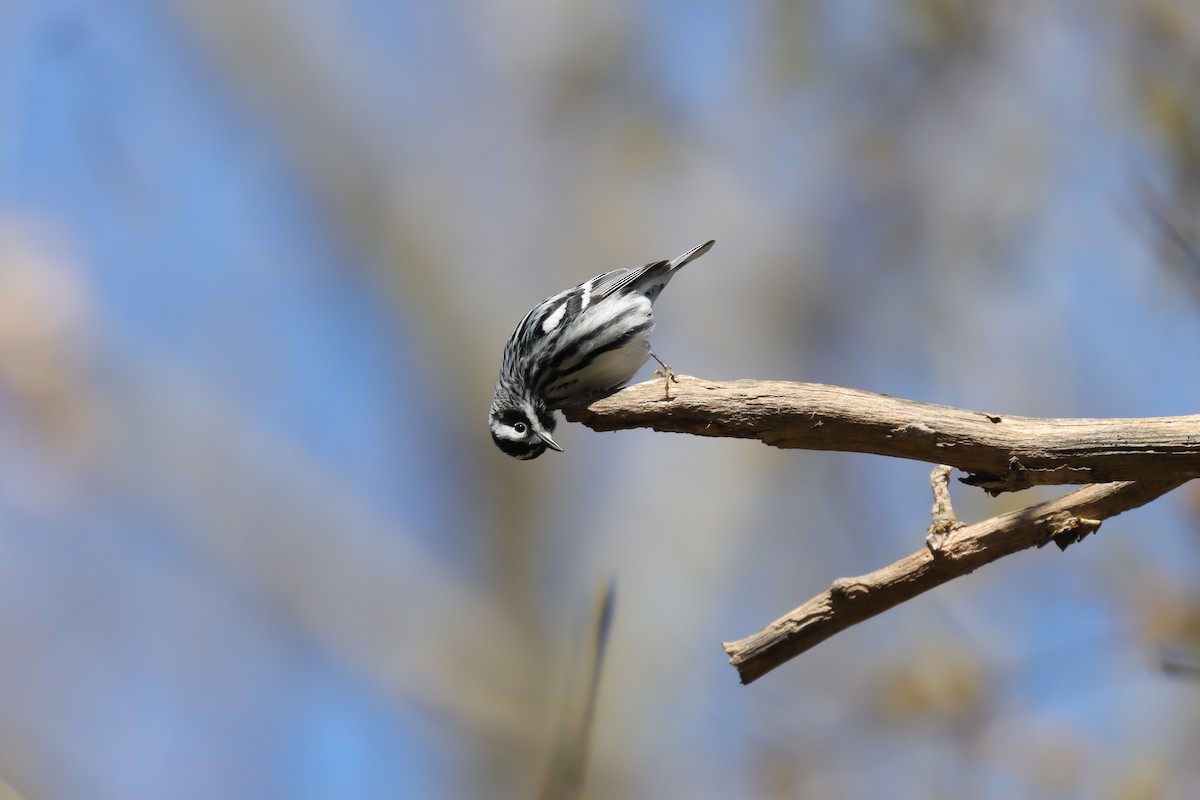 Black-and-white Warbler - ML631665273
