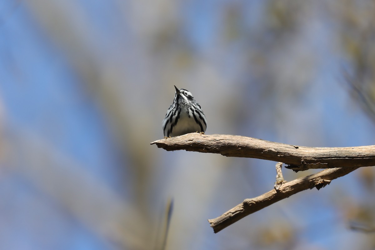 Black-and-white Warbler - ML631665275