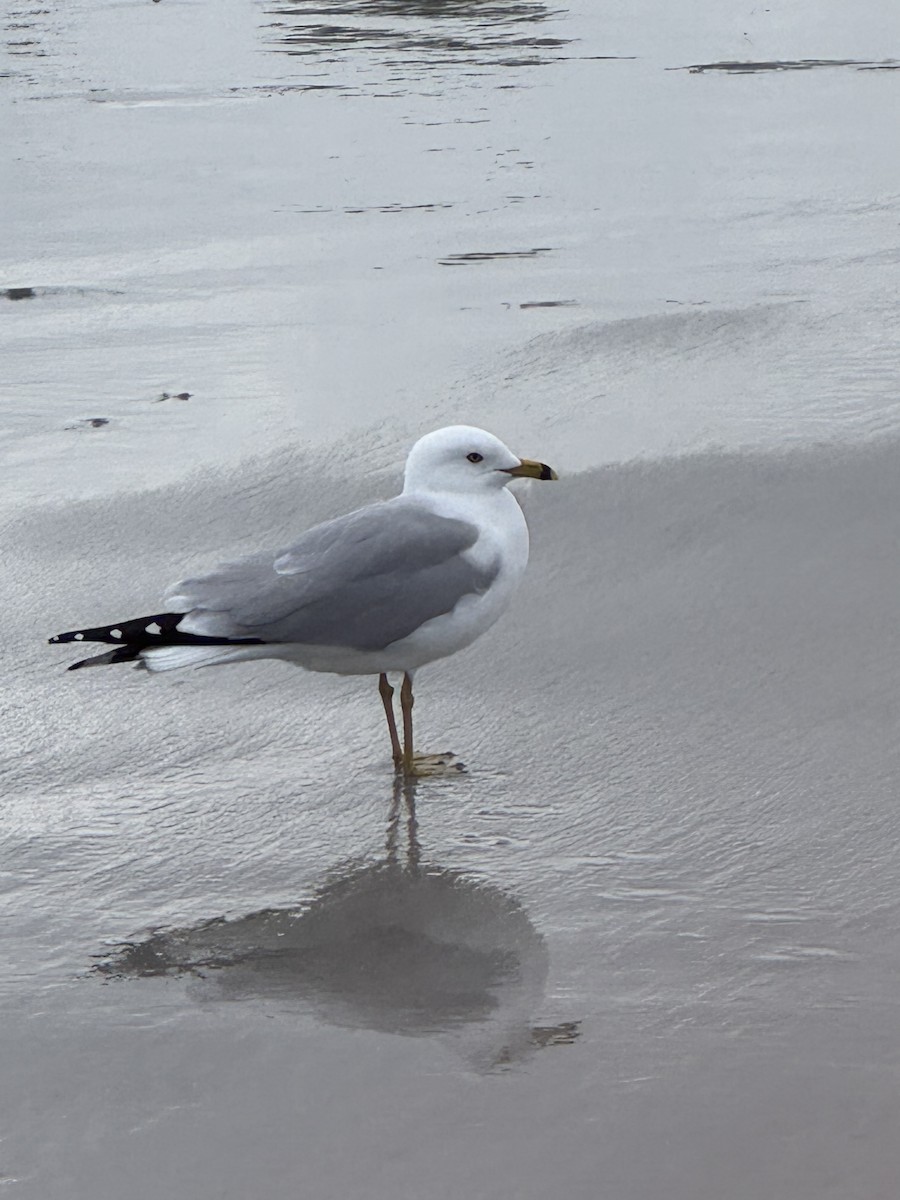 Ring-billed Gull - ML631665278