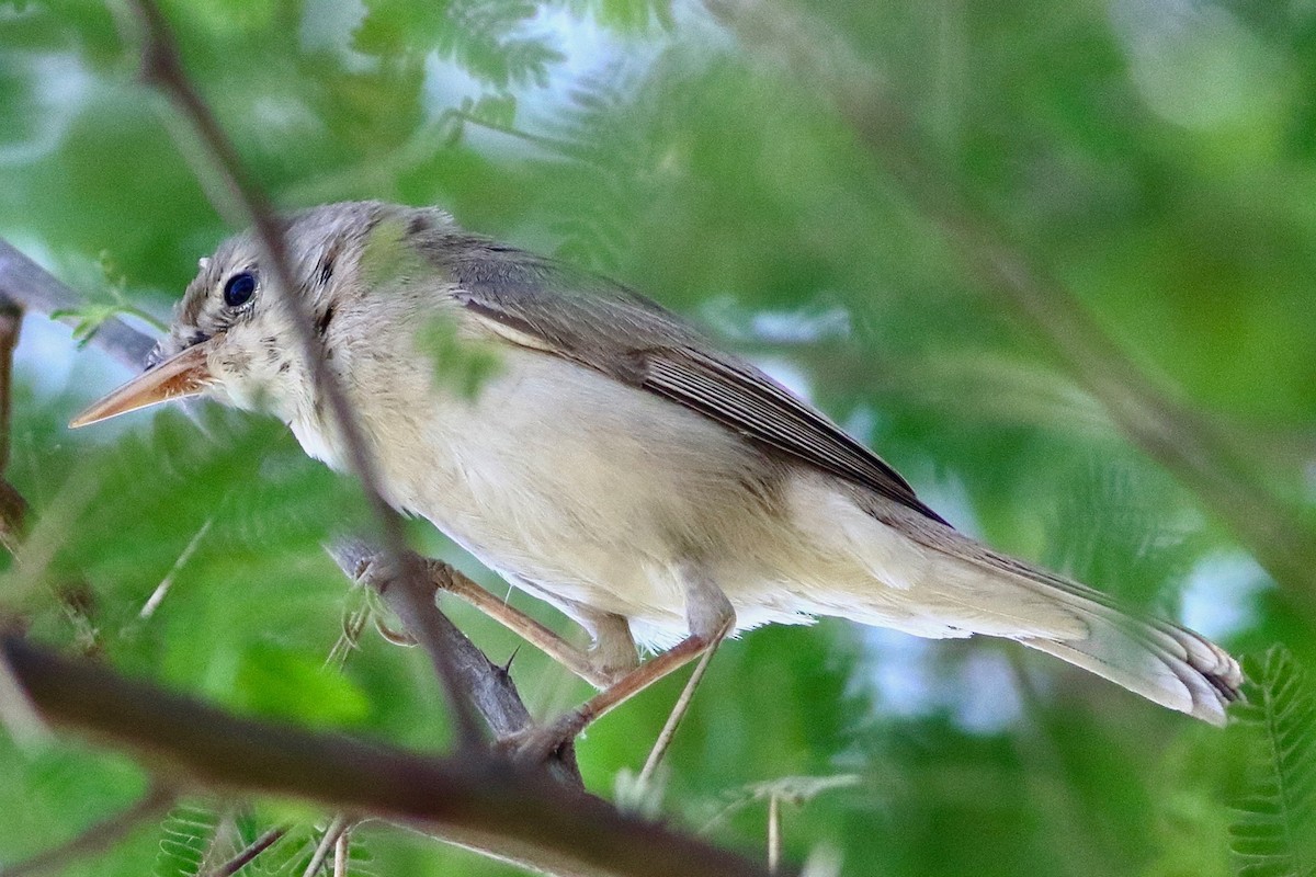 Sykes's Warbler - ML631665308