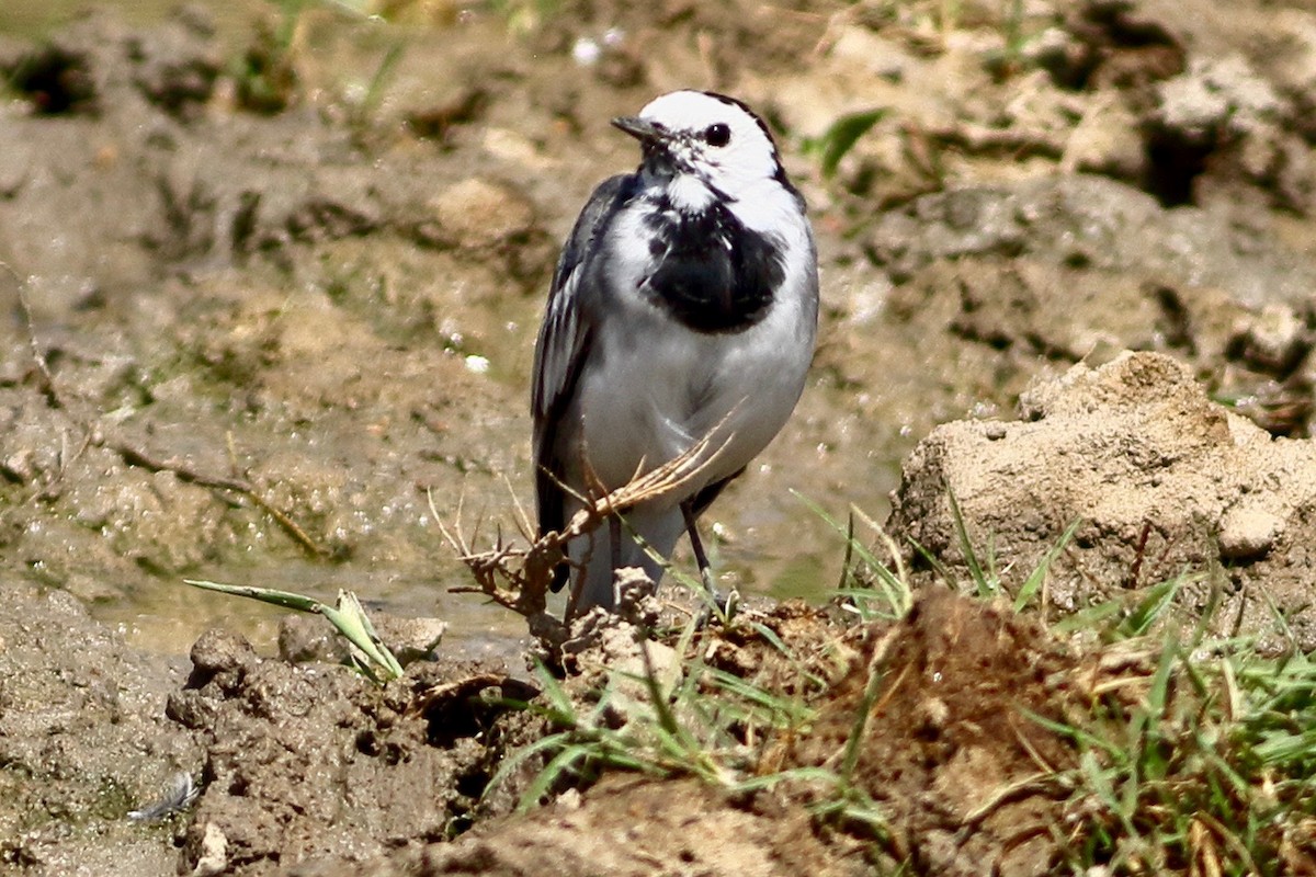 White Wagtail - ML631665325