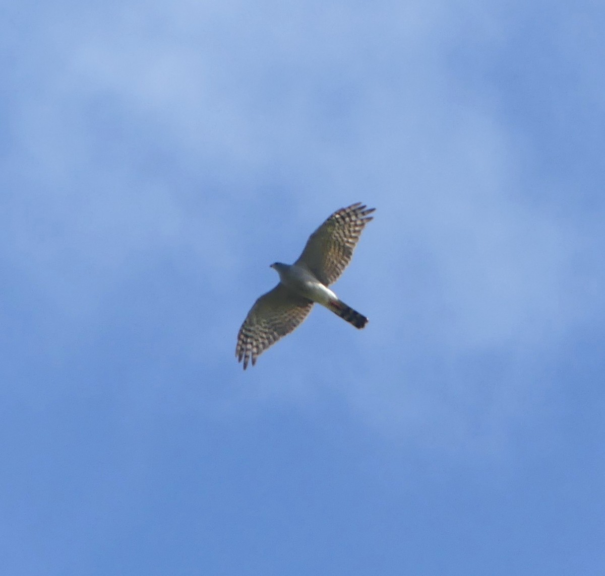 Ovambo Sparrowhawk - ML631665634