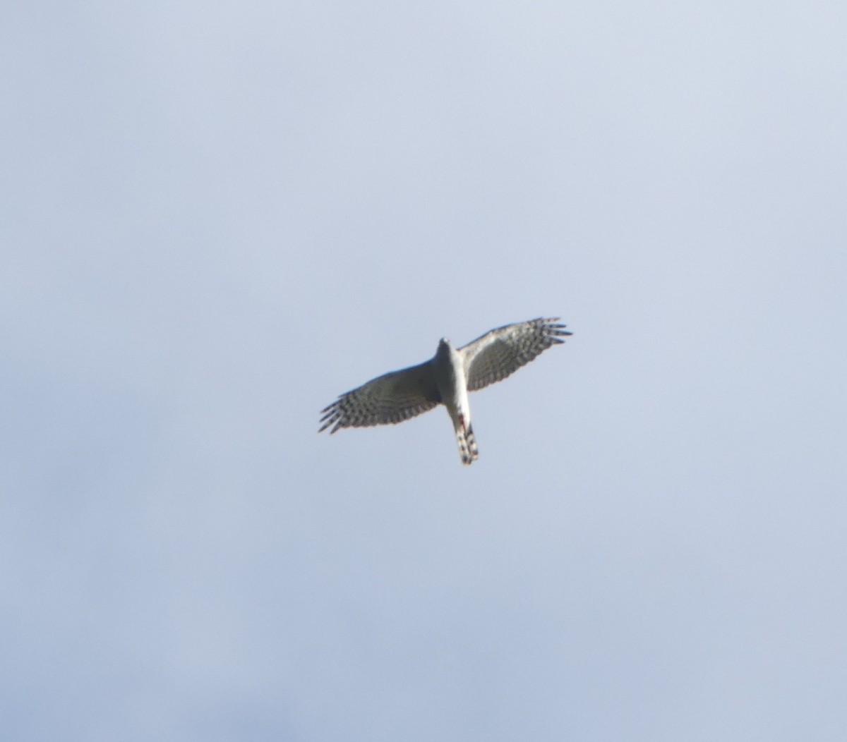 Ovambo Sparrowhawk - ML631665639