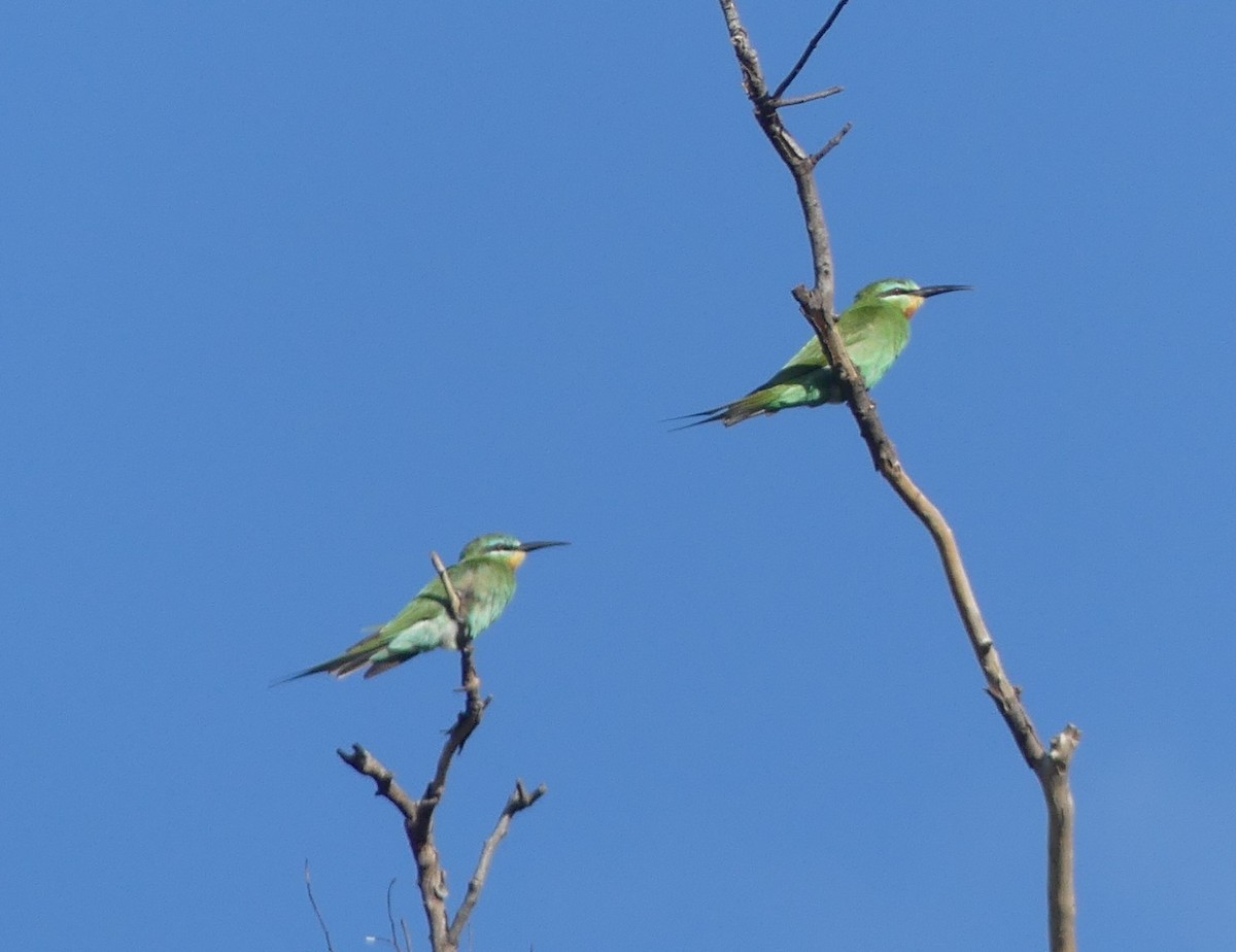 Blue-cheeked Bee-eater - ML631665660