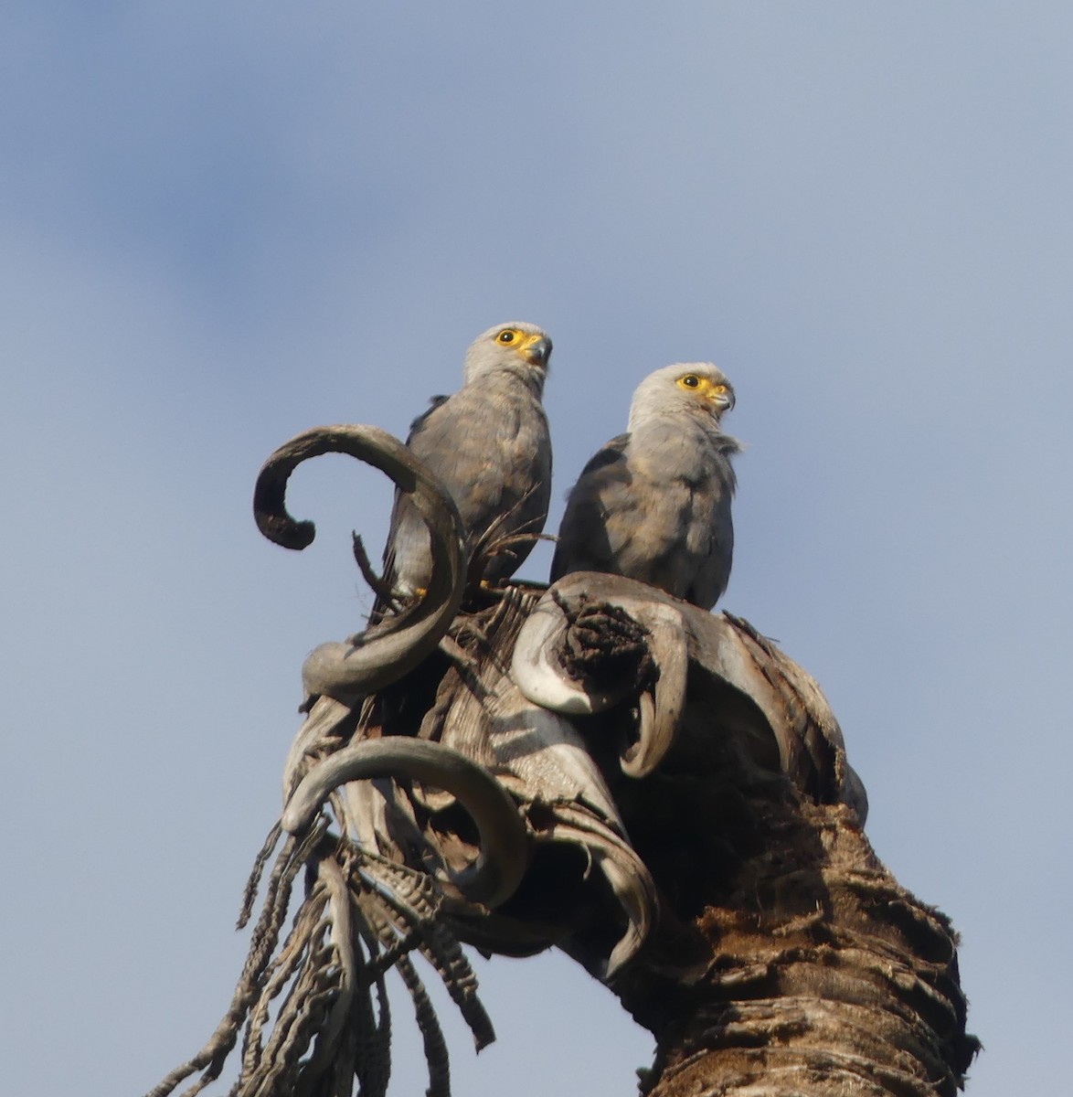 Dickinson's Kestrel - ML631665676