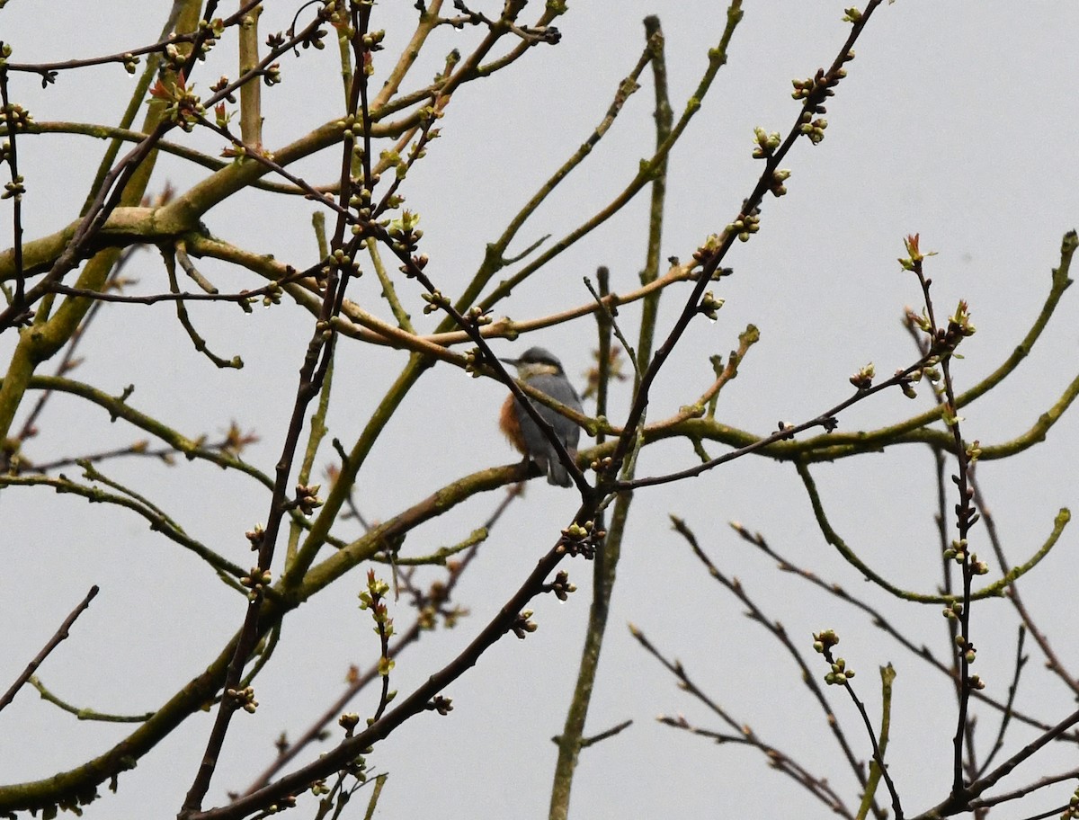 Eurasian Nuthatch (Western) - ML631665719