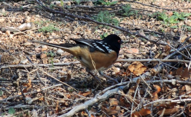 Spotted Towhee - ML631665747