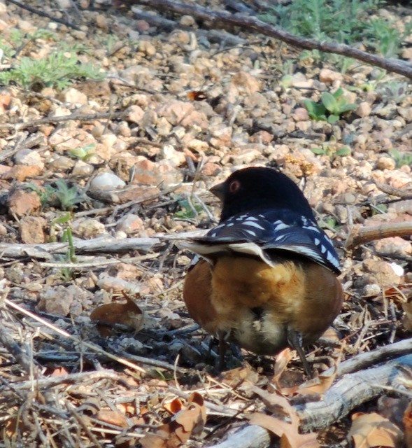 Spotted Towhee - ML631665748