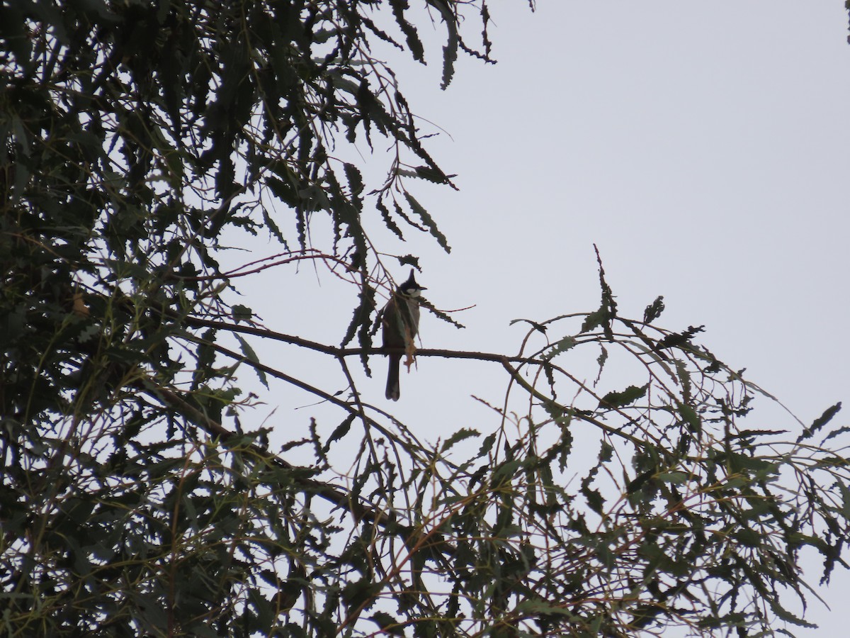 Red-whiskered Bulbul - ML631665777