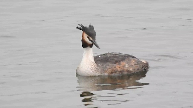 Great Crested Grebe - ML631665822