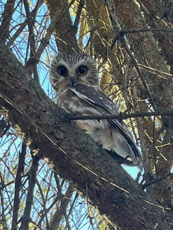 Northern Saw-whet Owl - ML631665998