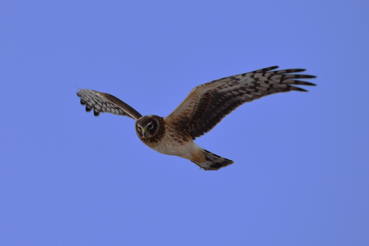 Northern Harrier - ML631666112