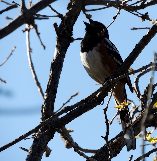 Spotted Towhee - ML631666118