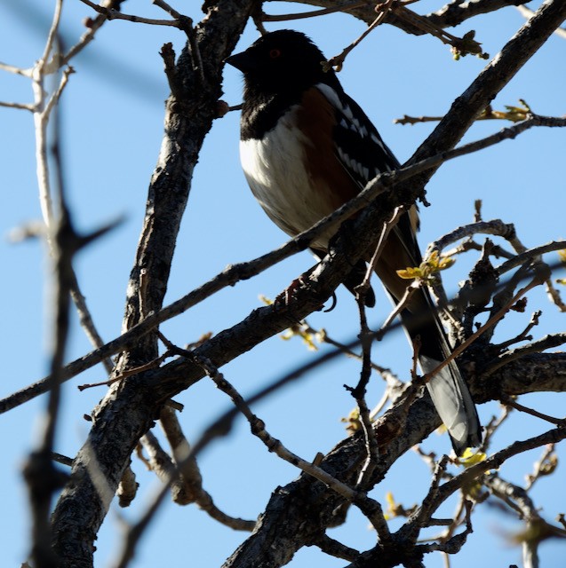 Spotted Towhee - ML631666119