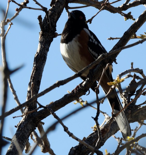 Spotted Towhee - ML631666120