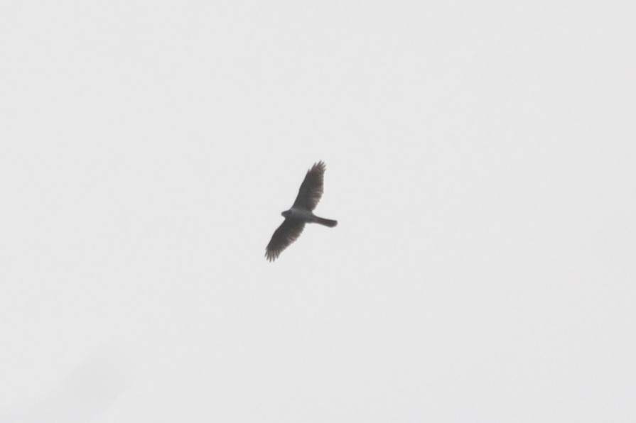 Eurasian Goshawk - ML631666129