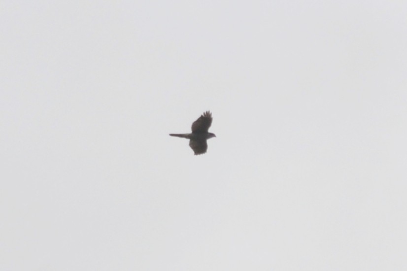 Eurasian Goshawk - ML631666137