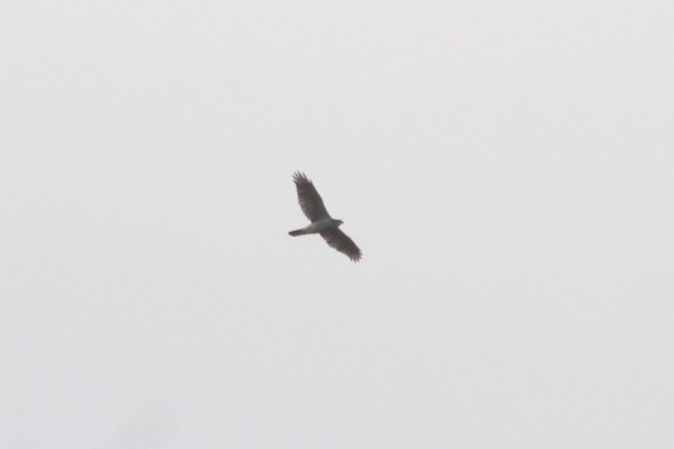 Eurasian Goshawk - ML631666147