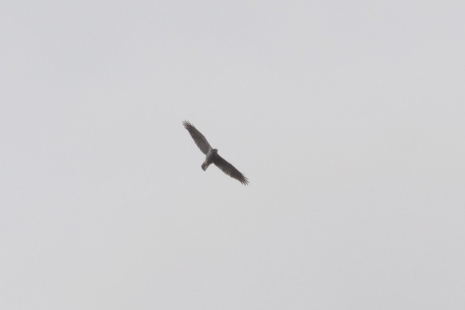 Eurasian Goshawk - ML631666163