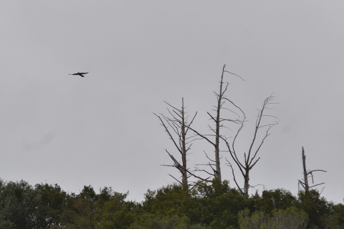 Eurasian Goshawk - ML631666186