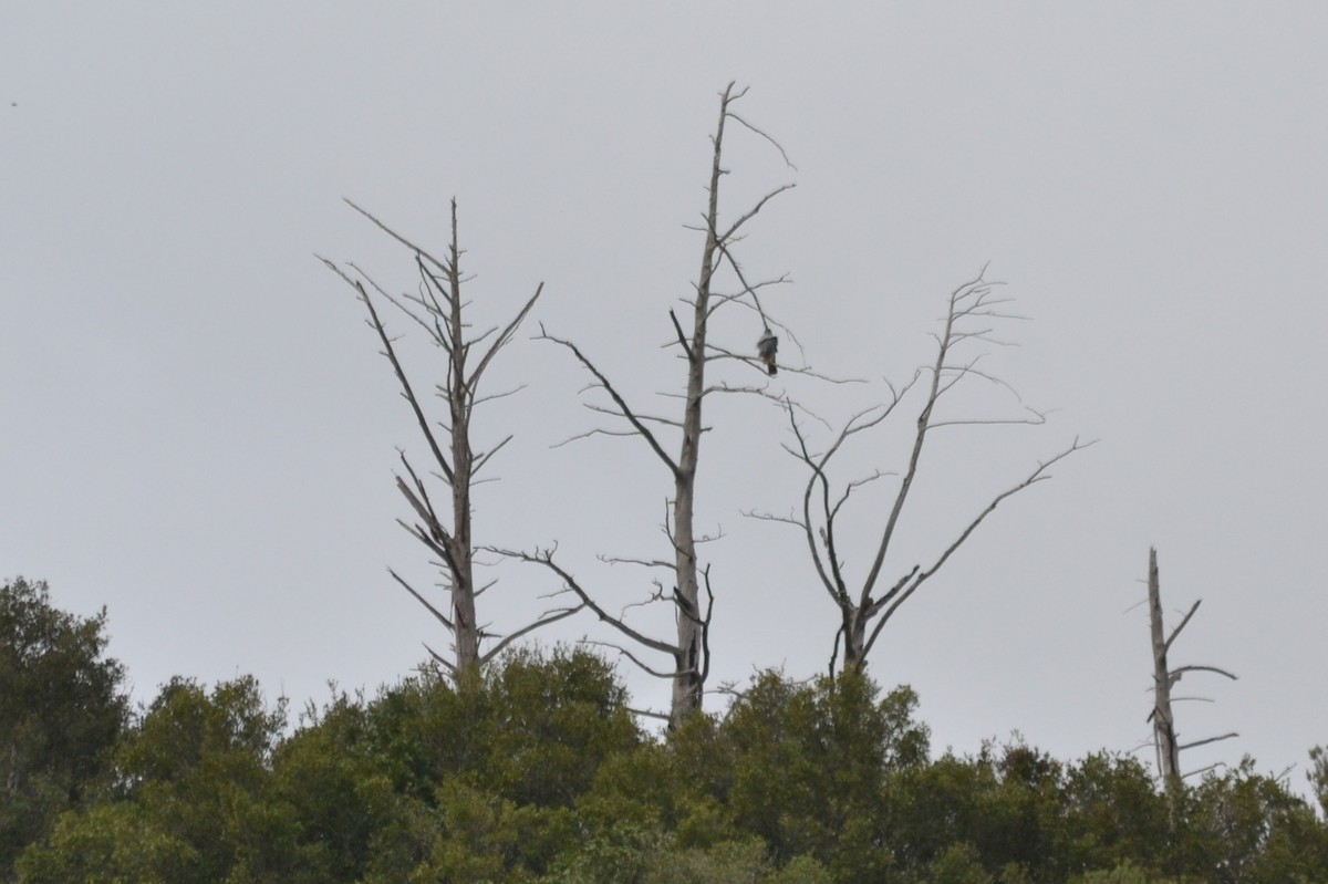 Eurasian Goshawk - ML631666223