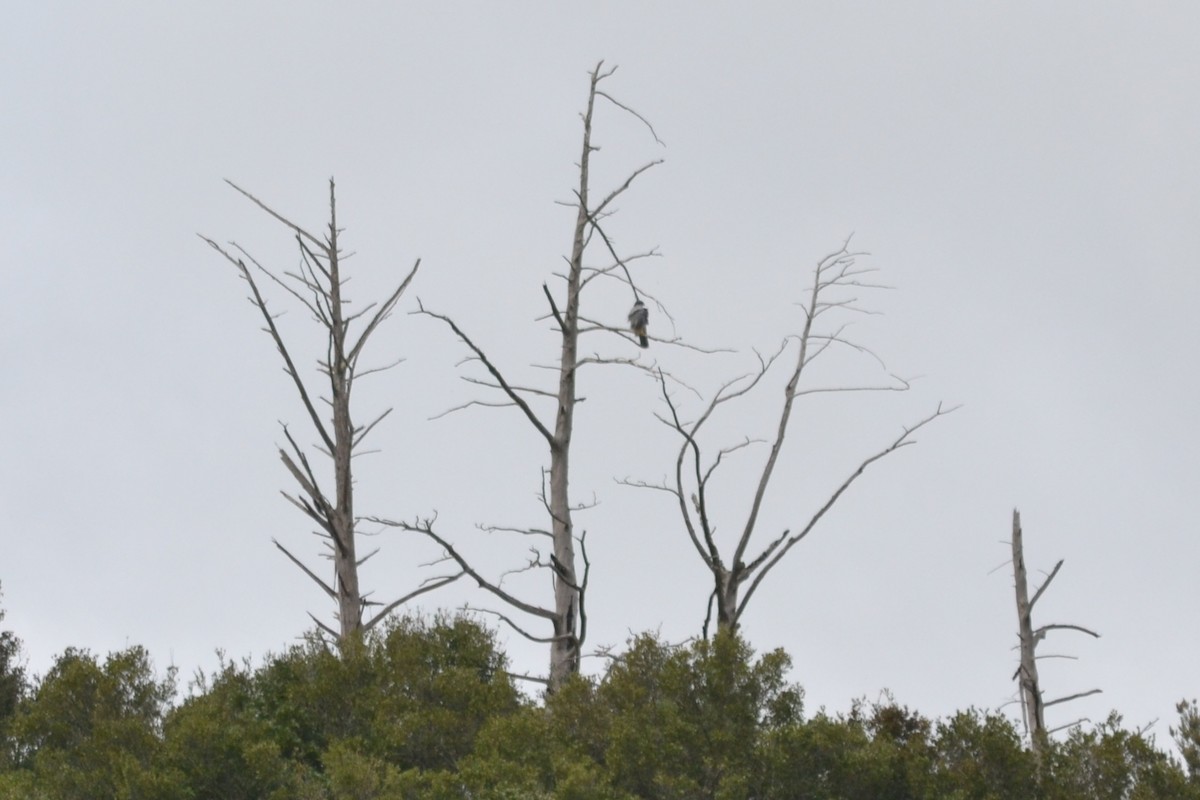 Eurasian Goshawk - ML631666227