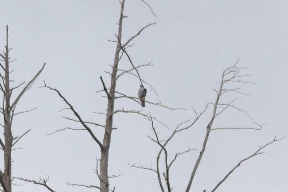 Eurasian Goshawk - ML631666232