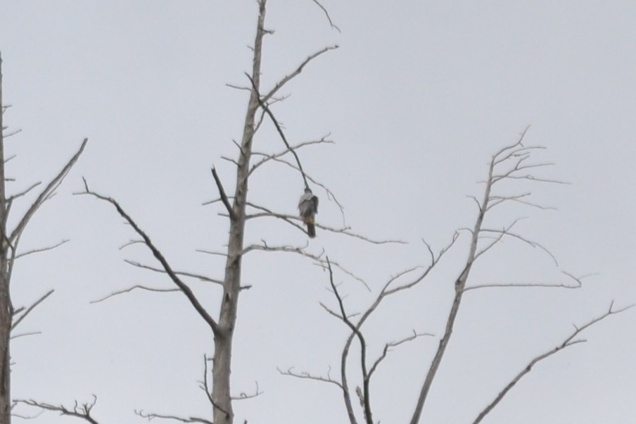 Eurasian Goshawk - ML631666235