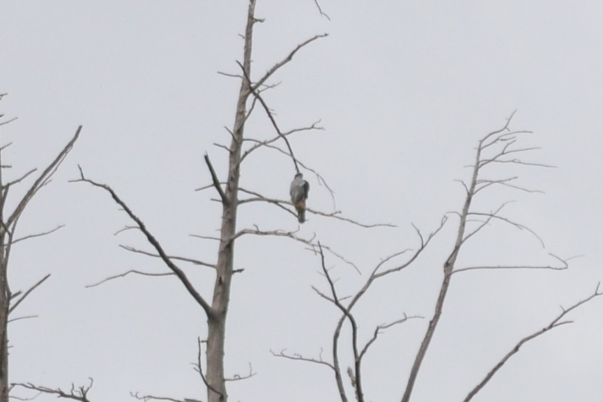 Eurasian Goshawk - ML631666247