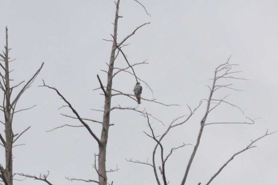 Eurasian Goshawk - ML631666266