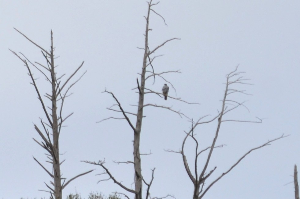 Eurasian Goshawk - ML631666272