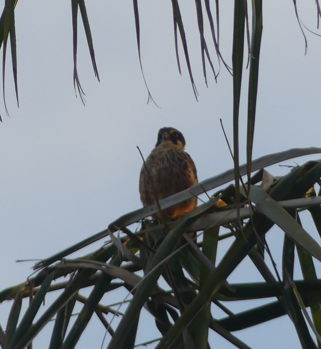 African Hobby - ML631666386