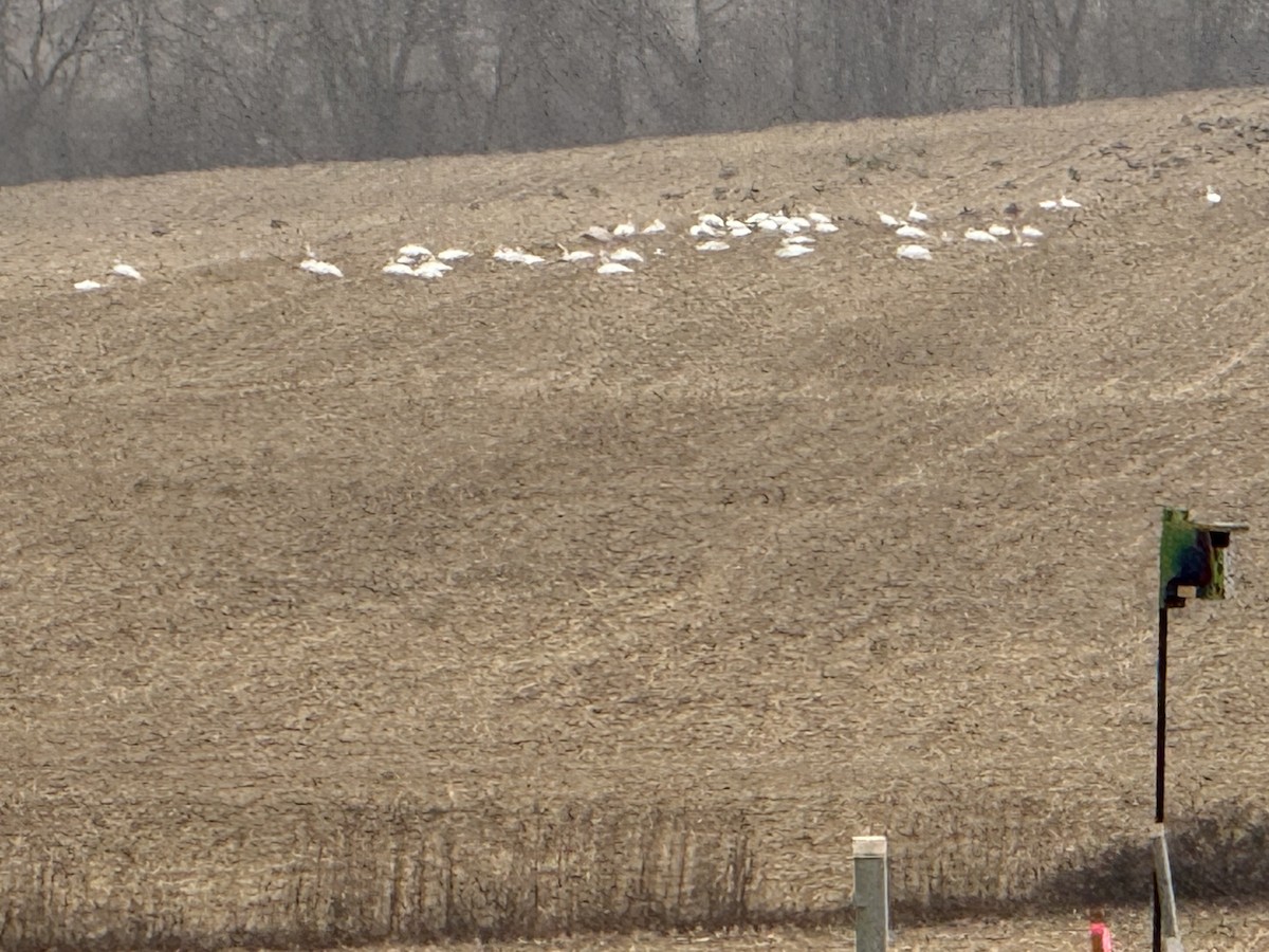 Snow Goose - ML631666960