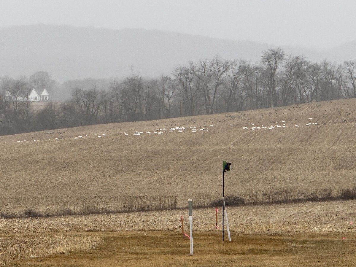 Snow Goose - ML631666961