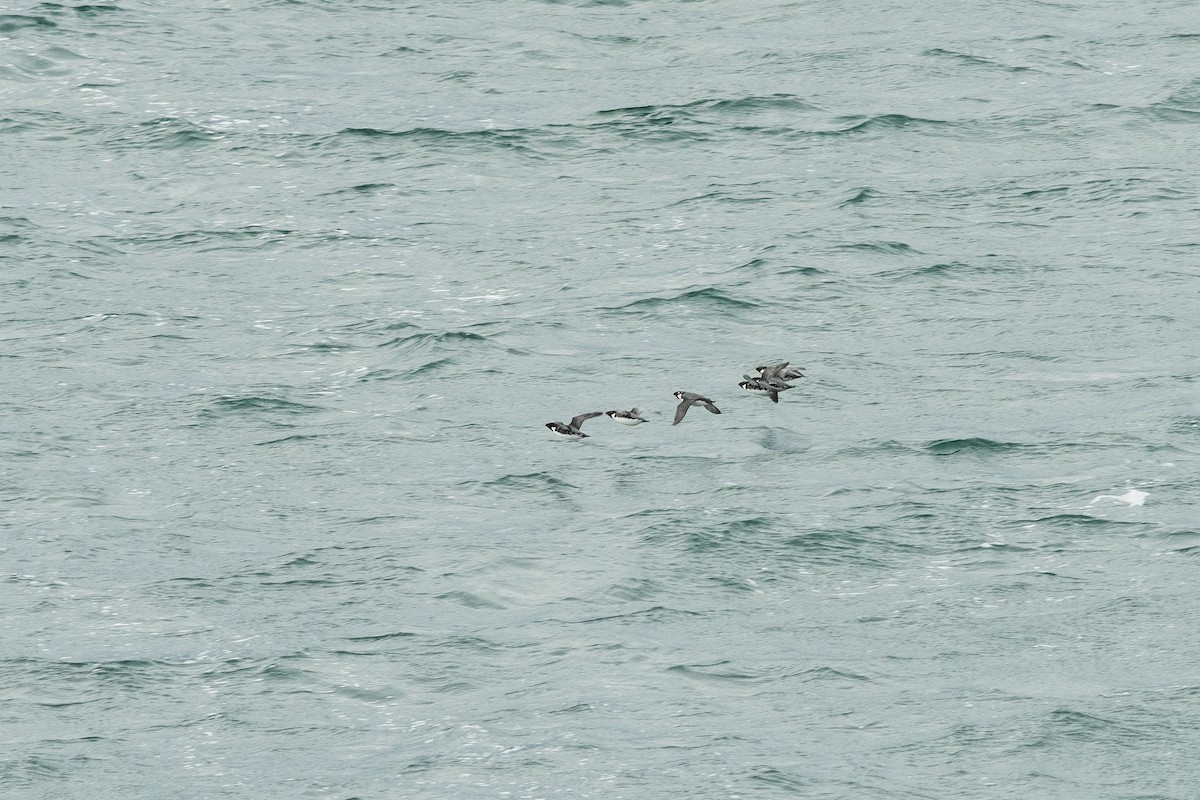 扁嘴海雀 - ML631666995