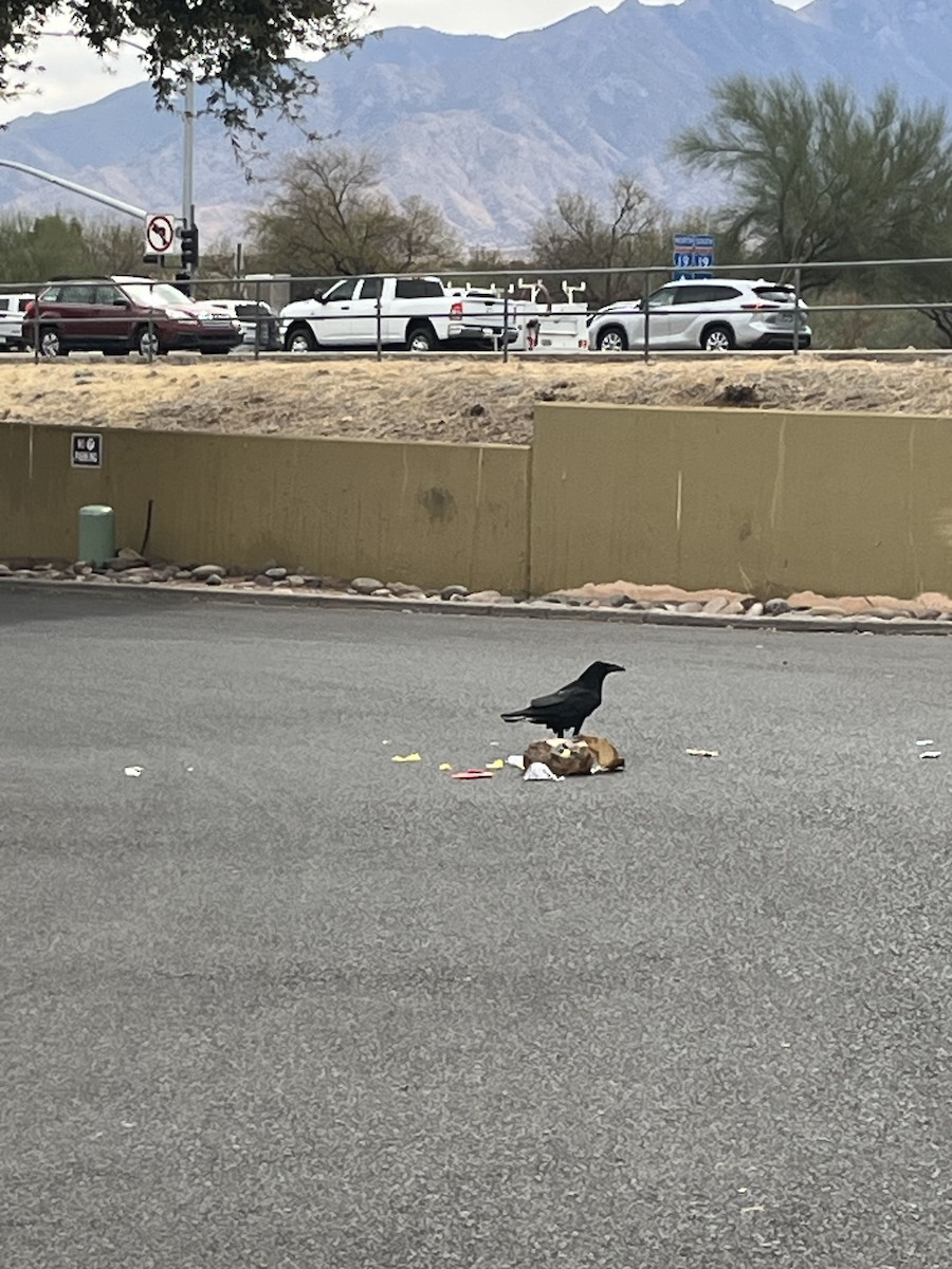 Хон хэрээ - ML631667118