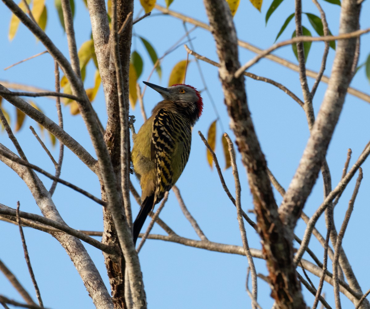 Hispaniolan Woodpecker - ML631667292