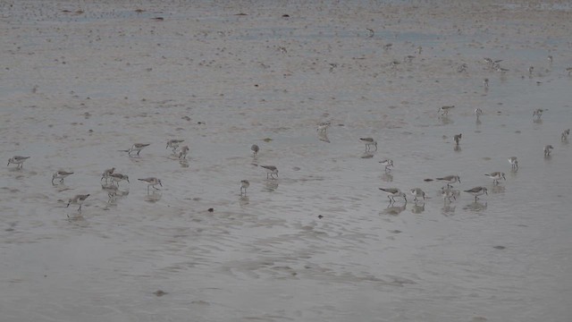 חופית לבנה - ML631667627