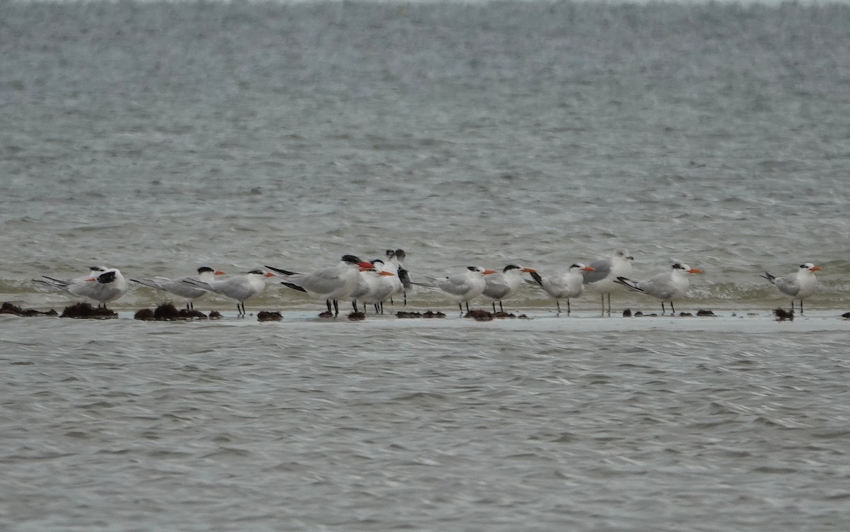 Royal Tern - ML631667900