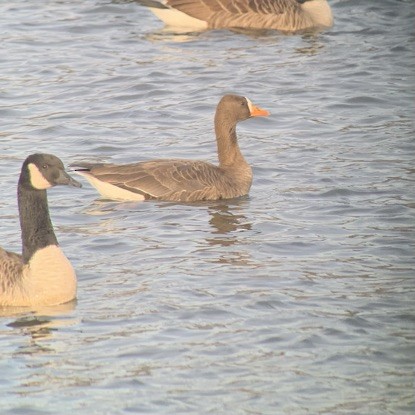 Greater White-fronted Goose - ML631667952