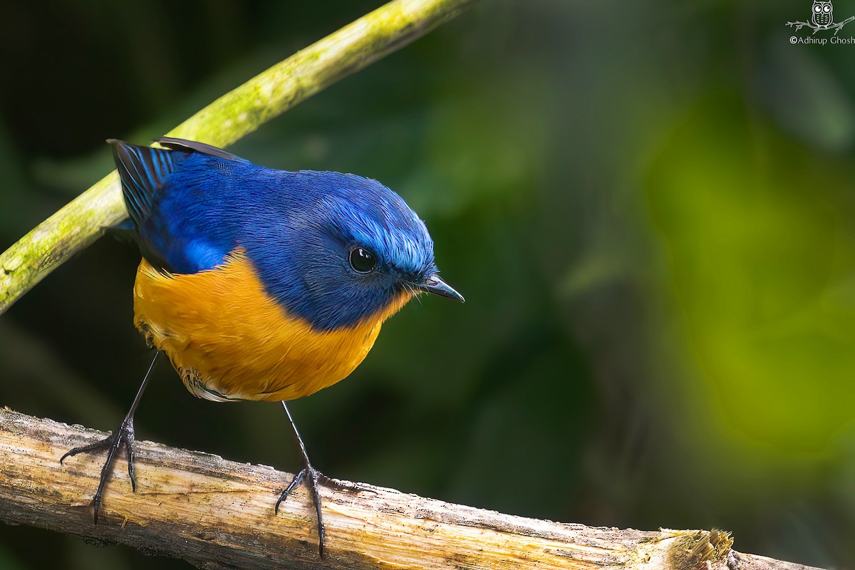 Rufous-breasted Bush-Robin - ML631667955