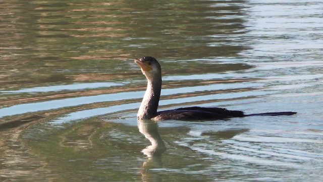 Cormorán Orejudo - ML631667956
