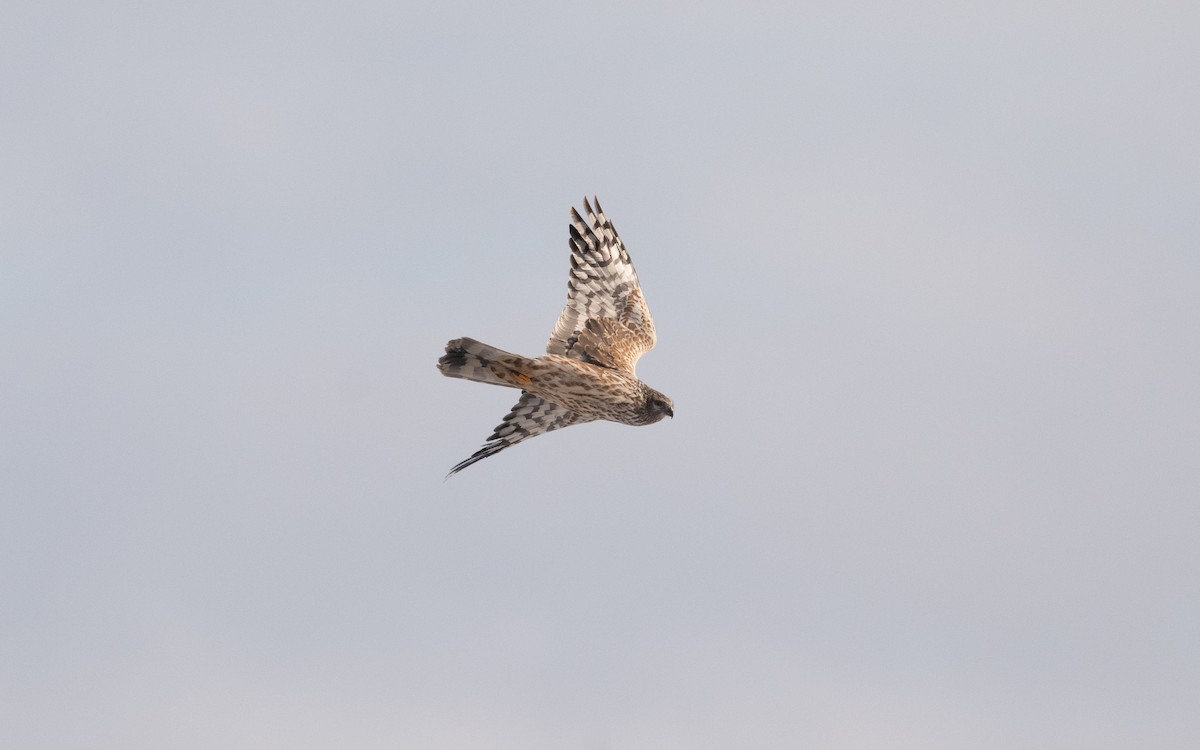 Hen Harrier - ML631668024