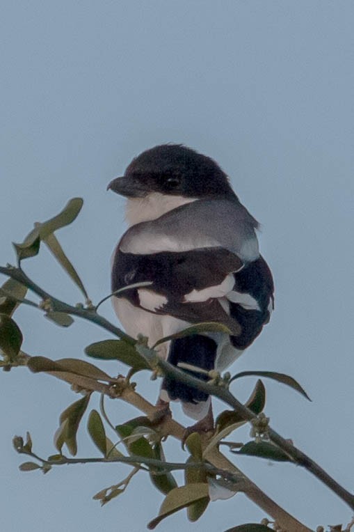 Somali Fiscal - ML631668104