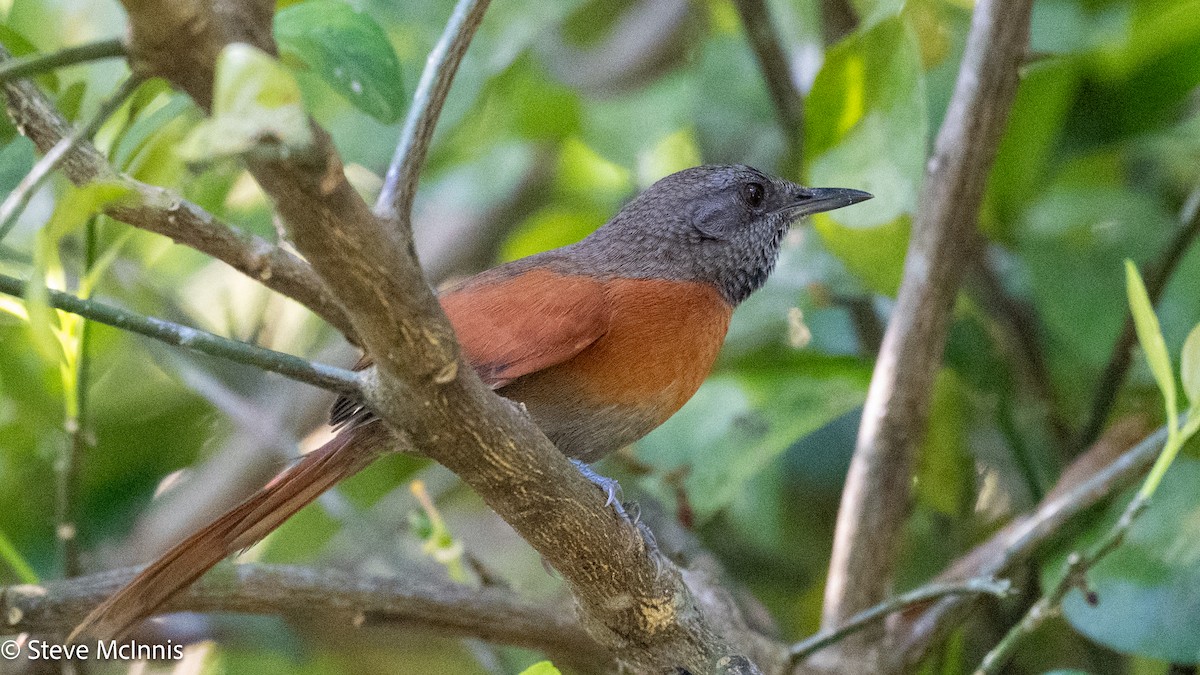 Rufous-breasted Spinetail - Steve McInnis