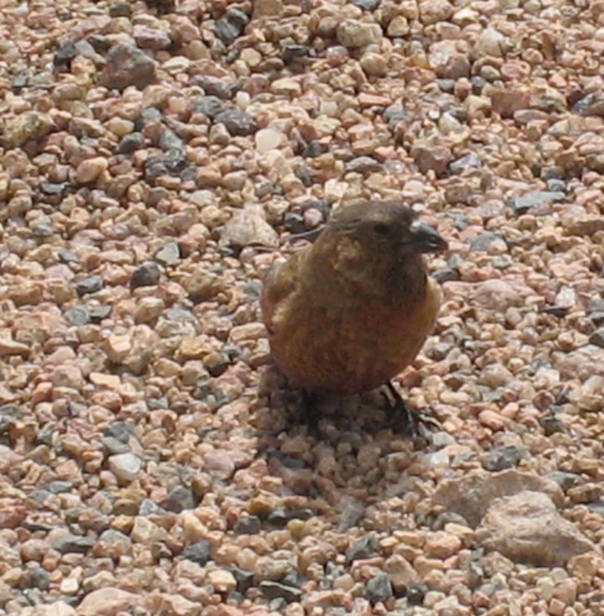 Brown-capped Rosy-Finch - ML631668132