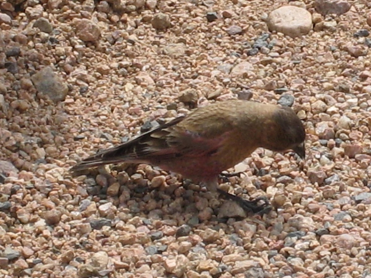 Brown-capped Rosy-Finch - ML631668134