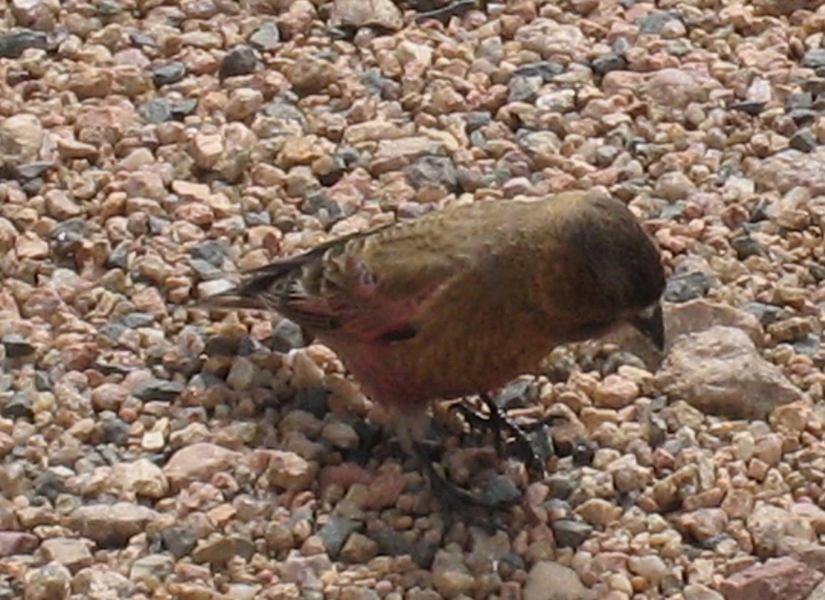 Brown-capped Rosy-Finch - ML631668137