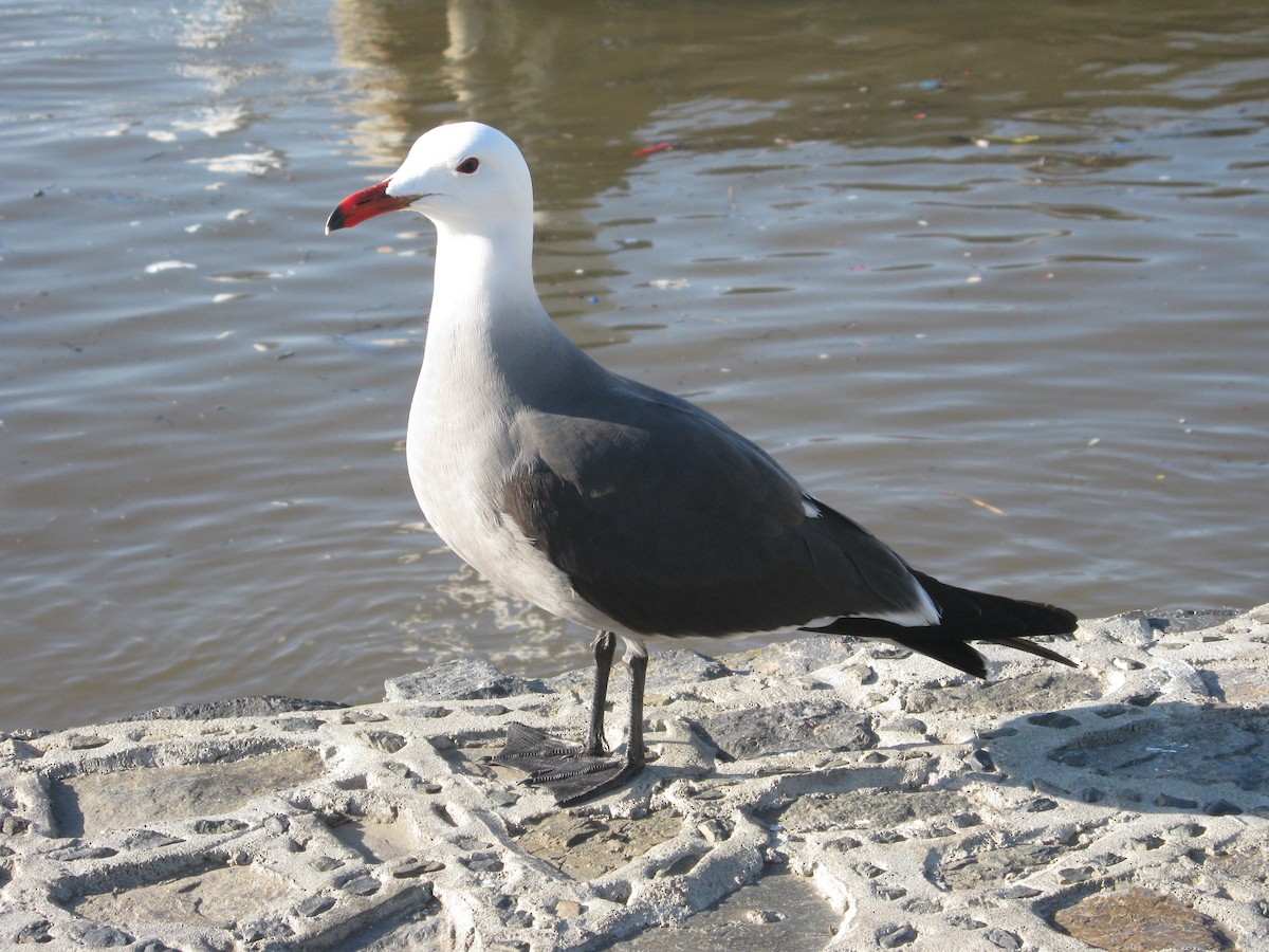 Heermann's Gull - ML631668150